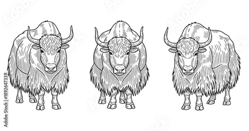 Black and white line art of three majestic yaks with detailed fur