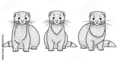 Monochrome illustration of three adorable ferrets sitting together