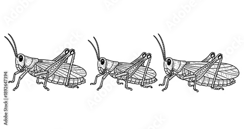 Detailed black and white illustration of three grasshoppers in line art style
