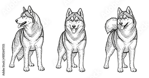 Detailed illustration of three siberian huskies in different poses on white background