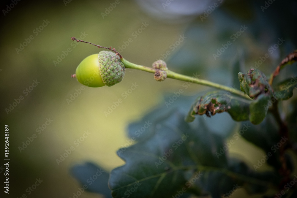 Obraz premium Green Acorn on an oak tree