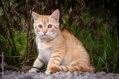 Wallpaper Mural Red sweet kitten on a farm Torontodigital.ca