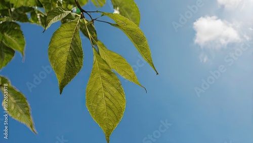 green leaves against blue sky, Close-up leaf with blue sky background, eco and sustainability