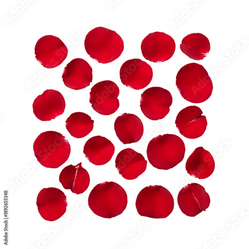 red rose petals