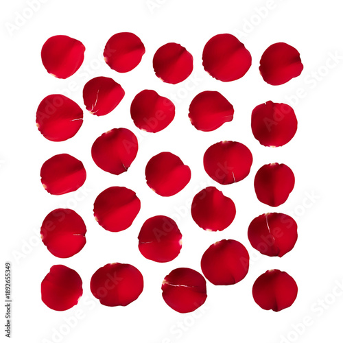red rose petals