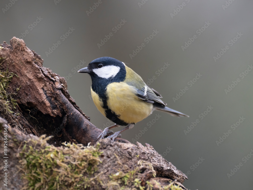 Fototapeta premium Kohlmeise, Parus major