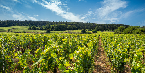 Summer vineyards in Gevrey-Chambertin, Burgundy