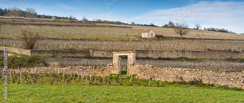 Burgundy vineyard enclosed by stone walls, Beaune, France