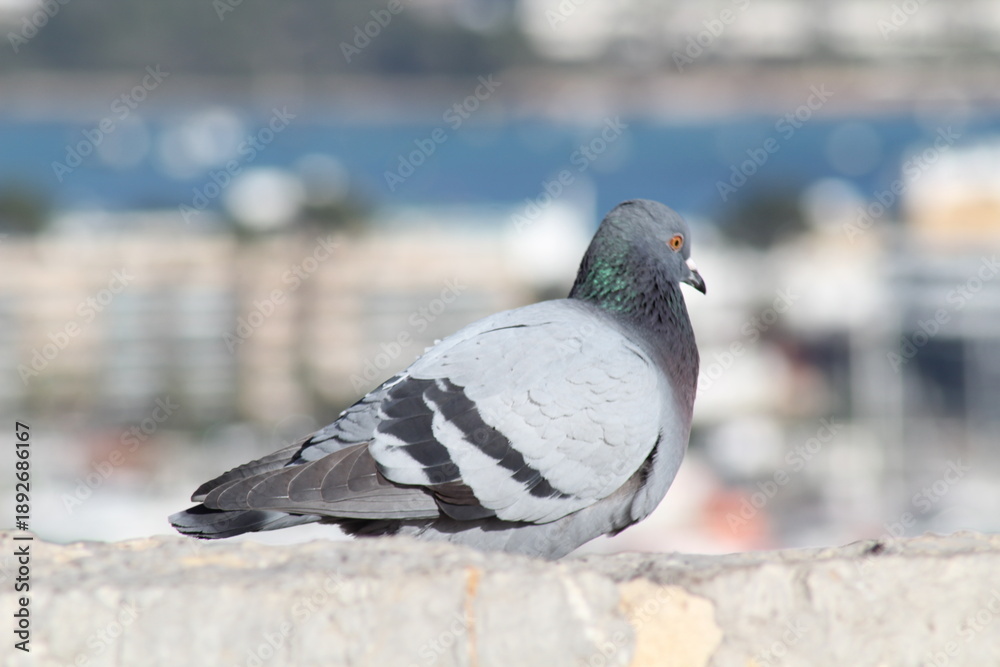 Obraz premium Pigeon own a wall