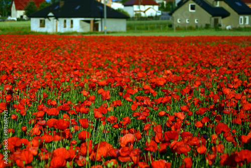 Tableau sur toile Red Poppy Field in Bloom with Rural Houses in Background