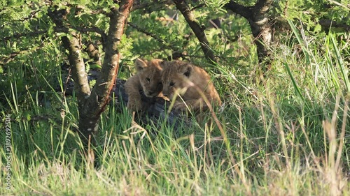 Slow motion lion cubs playing under tree shade in Masai Mara grassland