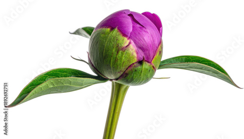 A vibrant magenta peony flower bud with green sepals set against a stark black background.