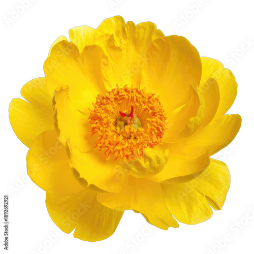 A vibrant yellow peony flower is centrally positioned against a stark black background.