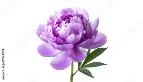 A stunning, vibrant purple peony flower isolated against a solid black background.