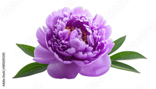A stunning, vibrant purple peony flower displayed against a solid black background.