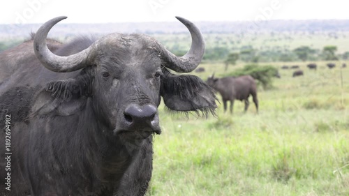 Slow motion close-up of African buffalo staring in Masai Mara savannah