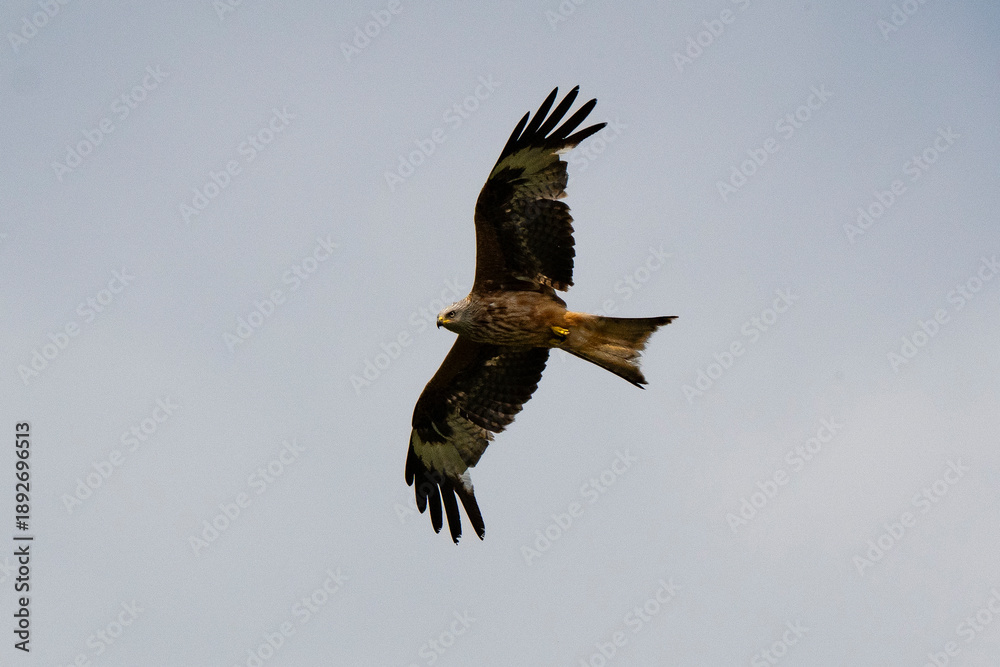 Obraz premium Milan royal