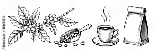 Line drawing of coffee beans, a steaming cup of coffee, and a coffee bag, illustrating the coffee brewing and drinking process