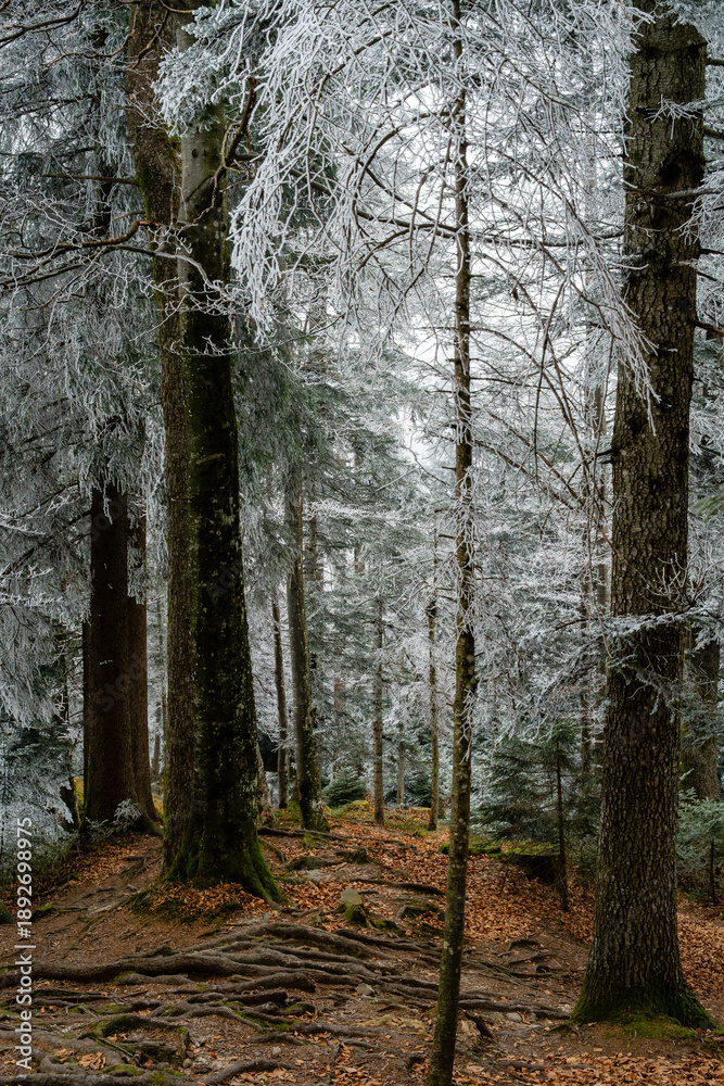 Obraz premium Wurzel Pfad im Winter