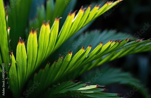 Close up of green fishtail palm fronds backlit by sun. Delicate leaves have brown tips and intricate veining. Lush foliage creates natural backdrop. Plant growth outdoors.
