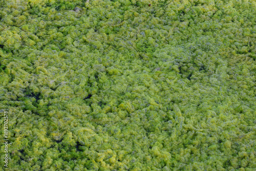 Photos Algae have proliferated and attached themselves to damp surfaces or in puddles