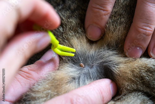 Forceps for removing a tick from a cat's skin close-up