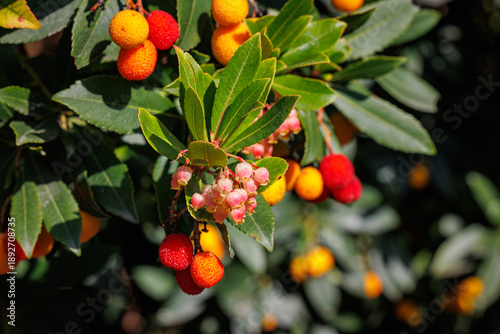 Tableau sur toile Fruiting Arbutus Unedo Tree with Red and Orange Berries