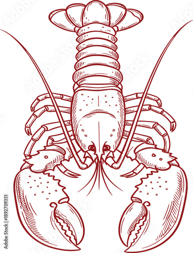 Detailed line art vector illustration of a lobster featuring intricate sketches of claws and segmented shell anatomy