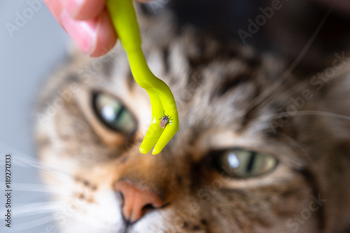 The extracted tick on the cat's tick removal tool
