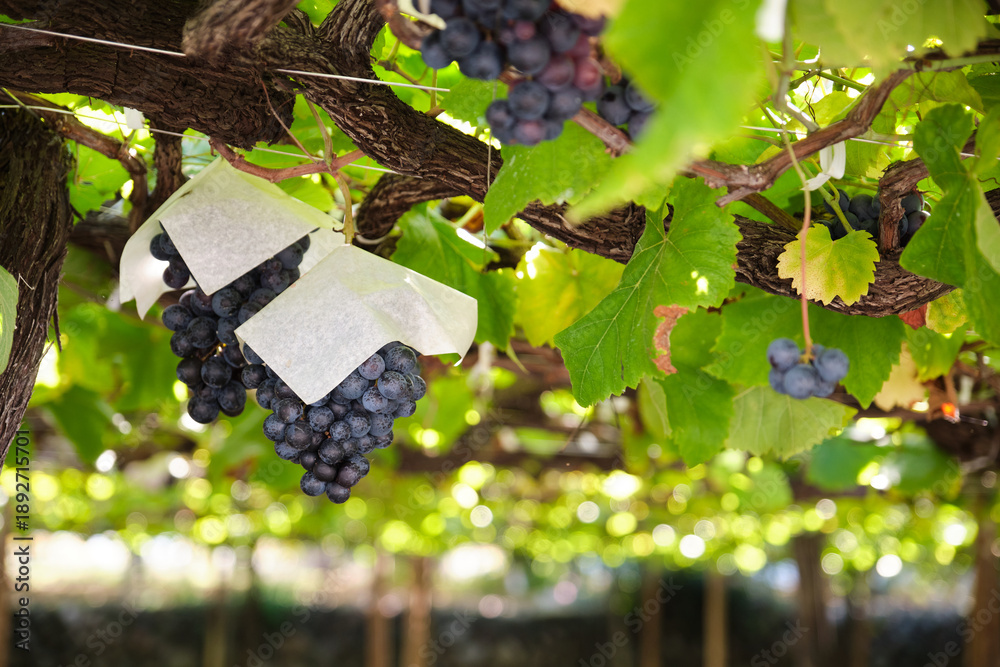 Fototapeta premium Growing grapes on the vine, protected by paper bags in a Japanese vineyard
