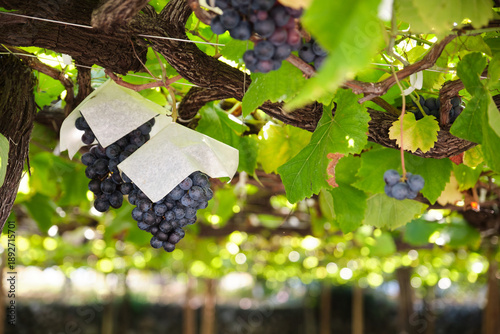 Growing grapes on the vine, protected by paper bags in a Japanese vineyard
