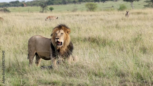 Slow motion male lion with open mouth in Masai Mara savannah with hyenas behind
