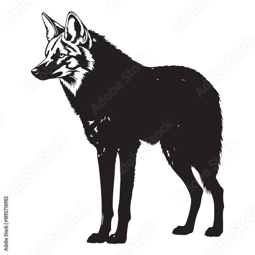 Black Ethiopian wolf Silhouette Vector Illustration design, Solid White Background