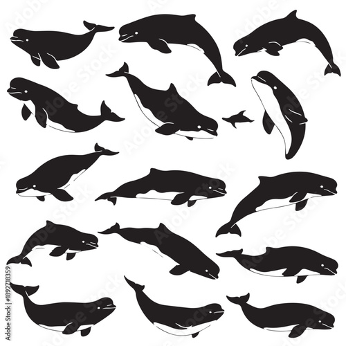 Black Beluga whale Silhouette Vector Illustration design, Solid White Background