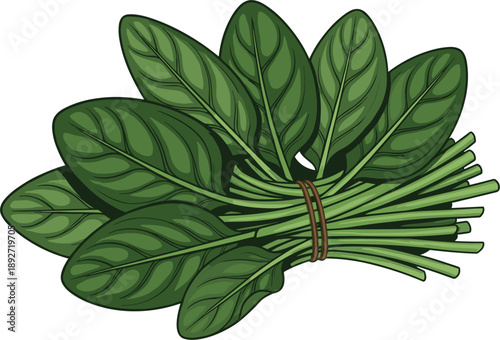 Fresh green spinach bunch vector illustration with detailed leaves and stems isolated on white background for healthy food, cooking, and grocery design projects.