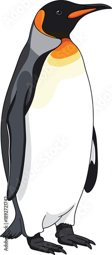 Majestic emperor penguin vector illustration with characteristic orange and yellow neck markings standing isolated on white background for nature wildlife and antarctic education design.