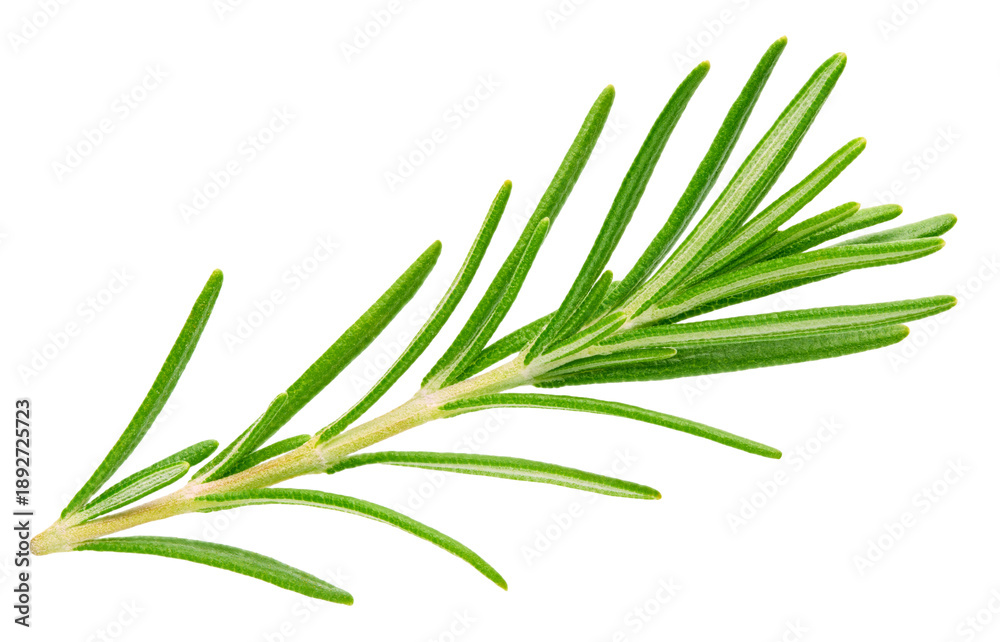 Obraz premium Fresh green rosemary isolated on a transparent background. Rosemary with PNG. Rosemary full macro photo