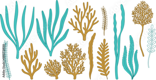 Seaweed and coral illustration set. Decorative underwater marine plants in flat hand drawn style. Ocean flora vectors for aquatic design, backgrounds, posters, and nature themes.