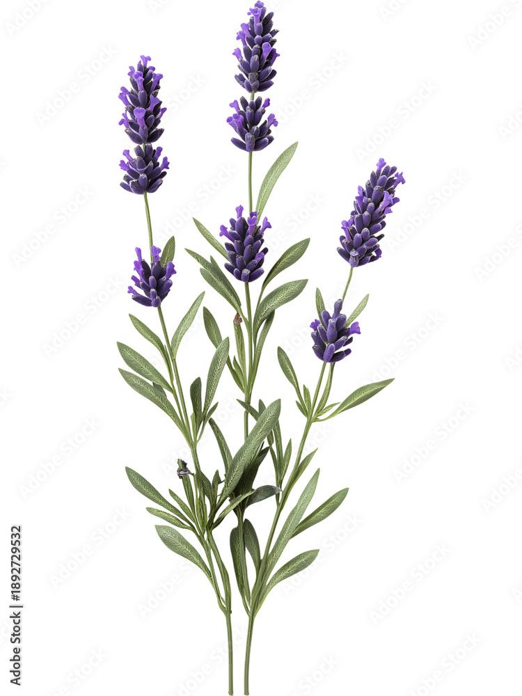 Obraz premium Lavender flower stem with purple blossoms and green leaves, botanical plant isolated on transparent background.
