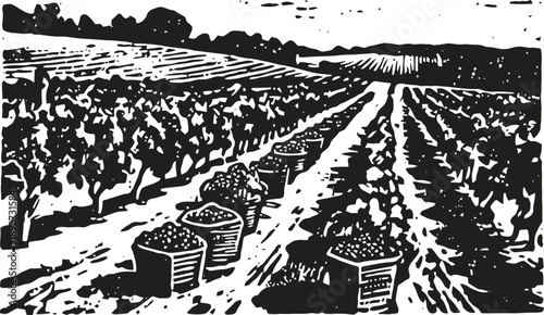 Grape harvest baskets lined in vineyard rows agricultural landscape with grape vines in field