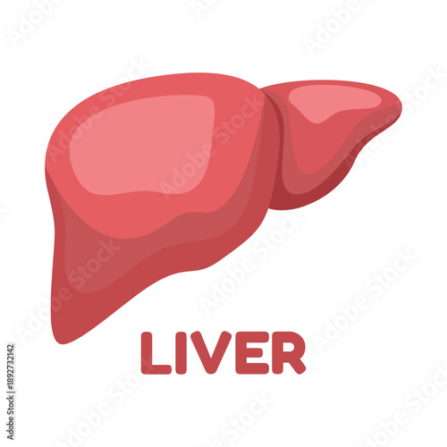 Human liver anatomy illustration. Concept for medical education, biology learning, organ function visualization, and healthcare or research materials.