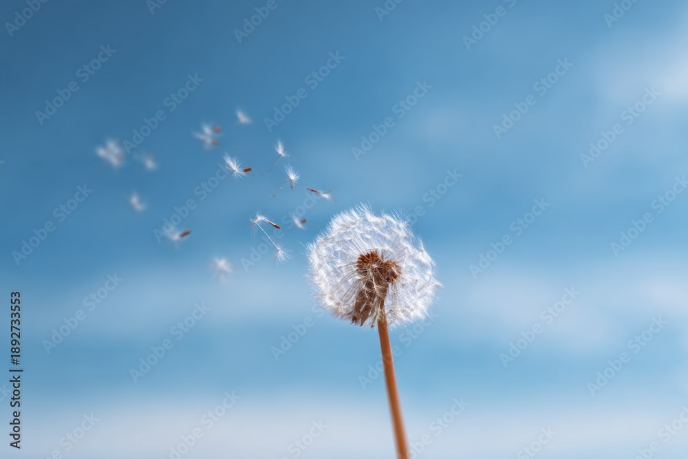 Fototapeta premium Dandelion seeds blowing in blue sky breeze