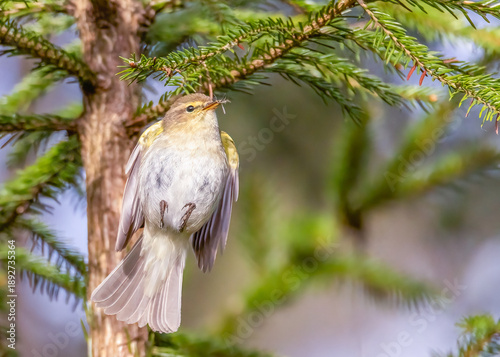 Common Chiffchaff