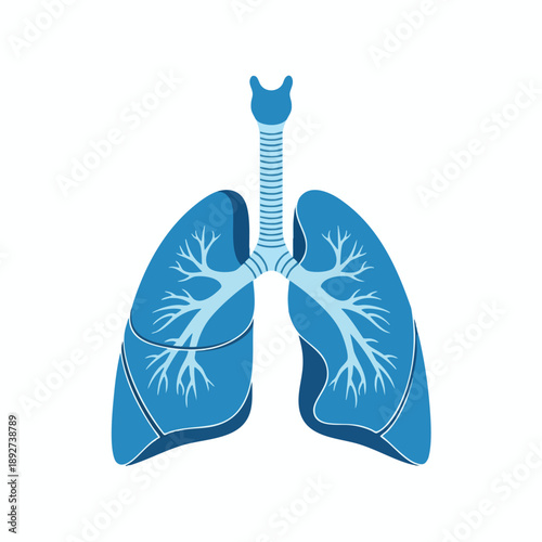Human Respiratory System Anatomy Illustration