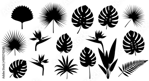 Collection of tropical leaves in black and white showcasing diverse botanical shapes