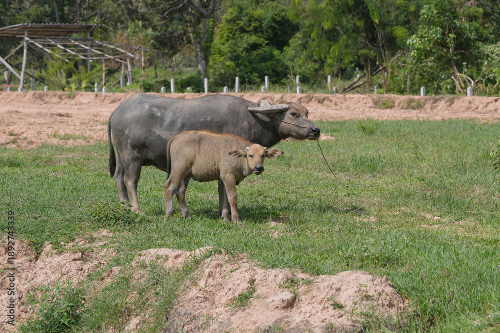 Fototapeta premium Thai buffalo in the field at countryside