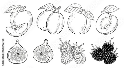 Hand Drawn Fruits and Berries Illustration Set.