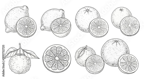 Hand Drawn Lemons and Lemon Slices Illustration.