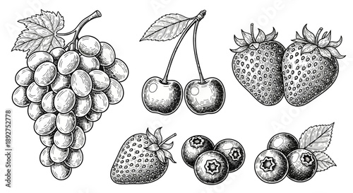 Grapes Cherries Strawberries Blueberries Fruit Illustration.