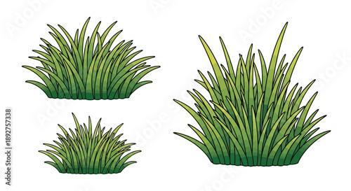 Three distinct clumps of green grass, varying in size and density, depicted against a white background.